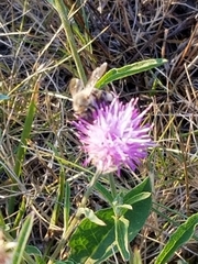 Apis mellifera