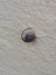 Bradybaena similaris