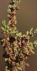Erica hispidula