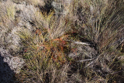 Image of Serruria effusa by (c) Tony Rebelo, some rights reserved (CC BY-SA)
