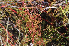 Serruria effusa