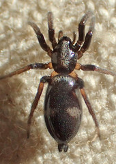 Sergiolus