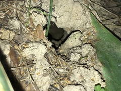 Talpa europaea