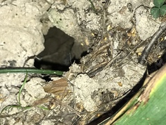 Talpa europaea