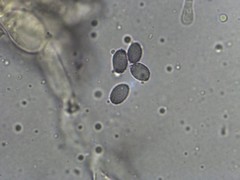 Russula ventricosipes