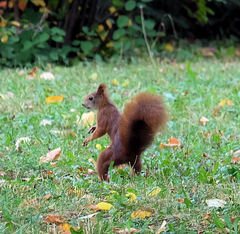 Sciurus vulgaris