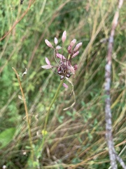 Allium