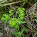 Euphorbia arguta - Photo (c) יאיר אור, algunos derechos reservados (CC BY-NC-SA), subido por יאיר אור