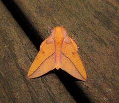 Syssphinx bisecta