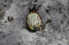 Ferocactus reppenhagenii