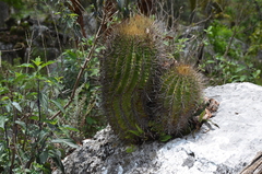 Ferocactus reppenhagenii