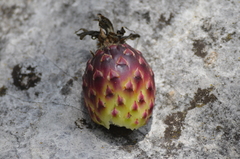 Ferocactus reppenhagenii