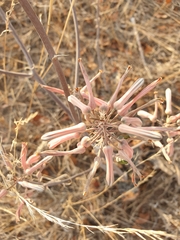 Aloe greatheadii