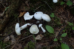 Hygrophorus piceae