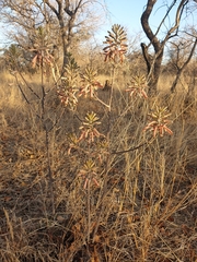 Aloe greatheadii
