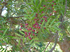 Schinus lentiscifolia