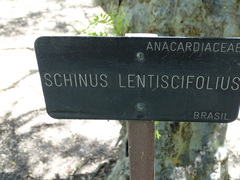 Schinus lentiscifolia