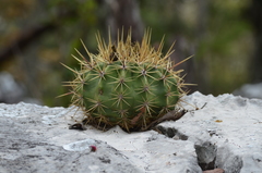 Ferocactus reppenhagenii