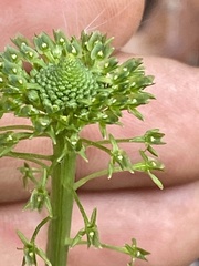 Malaxis unifolia