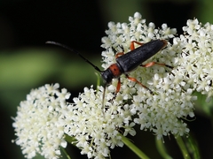 Phytoecia affinis