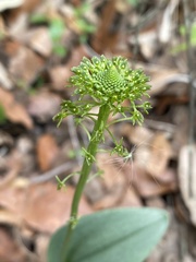 Malaxis unifolia