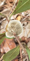 Phylloporia amplectens