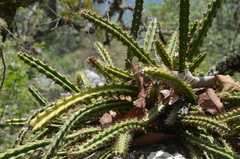 Disocactus speciosus speciosus