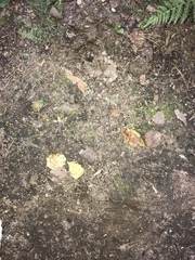 Talpa europaea