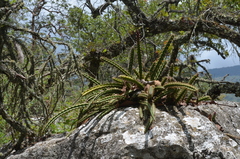 Disocactus speciosus speciosus