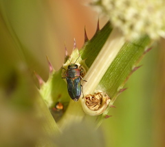 Bilyaxia obscurata