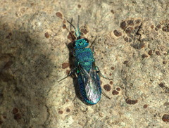 Chrysis subfoveolata