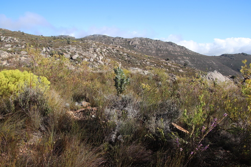Image of Leucadendron diemontianum by (c) Tony Rebelo, some rights reserved (CC BY-SA)