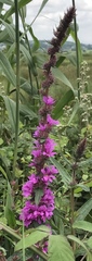 Lythrum salicaria