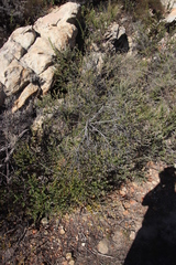 Phylica nervosa