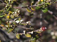 Phylica nervosa