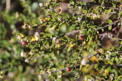 Phylica nervosa
