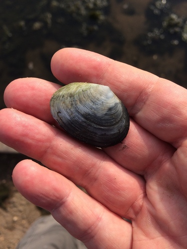 Peppery Furrow Shell