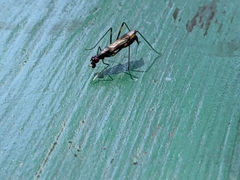 Rainieria antennaepes