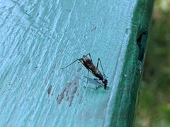 Rainieria antennaepes
