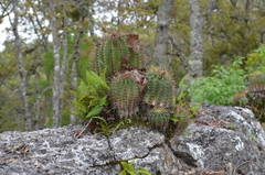 Ferocactus reppenhagenii