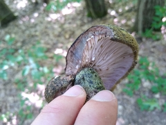 Lactarius atroviridis