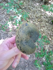 Lactarius atroviridis