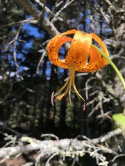 Lilium michauxii