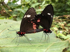 Parides childrenae