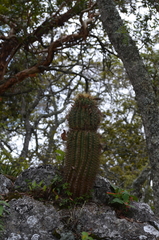 Ferocactus reppenhagenii