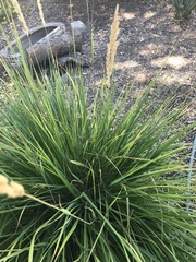 Calamagrostis × acutiflora