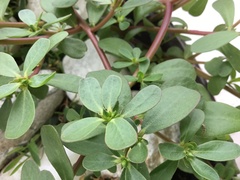 Portulaca umbraticola