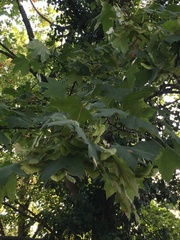 Acer platanoides