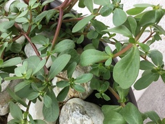 Portulaca umbraticola