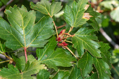Acer glabrum